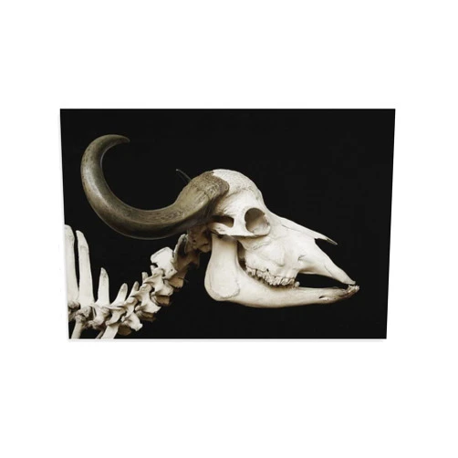 FLOXIP Poster Canvas Skeleton Skull Cattle Bones Horn African Buffalo Canvas Wall Art Posters Decorative Painting for Room Aesthetic 08x12inch(20x30cm)