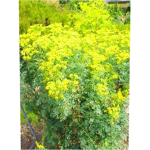 Segawe 1 Ruta Chalepensis, Fringed Rue Live Plant