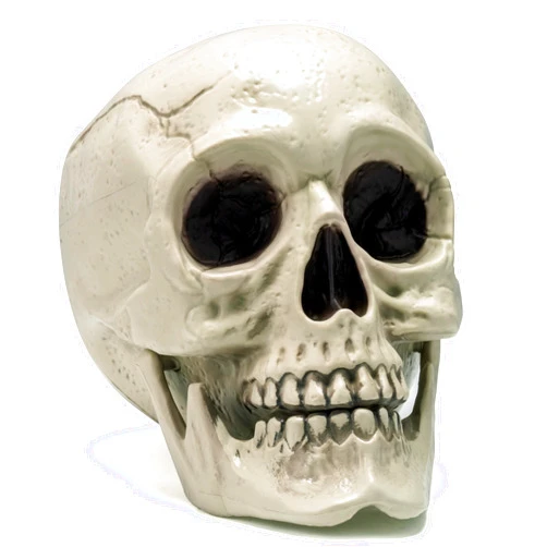 JOYIN Halloween Skeleton Decor, Life Size Human Skull Model Indoor Outdoor Decorations for Trick-or-Treaters, Realistic Plastic Human Head Bone Tabletop Home Decor (6 x 5.5 x 7.5 Inches)