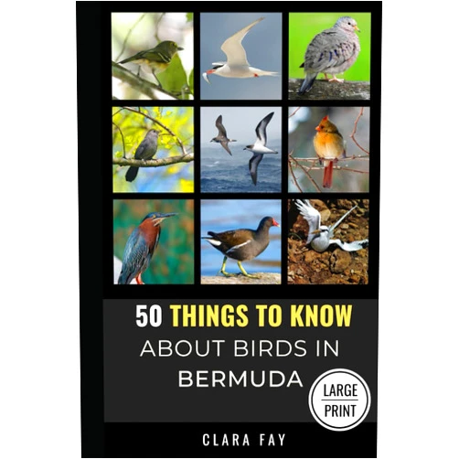 Clara Fay,50 Things to Know 50 Things to Know About Birds in Bermuda Large Print: Birding in a Sub-tropical Paradise (50 Things to Know About Birds - Large Print Series)