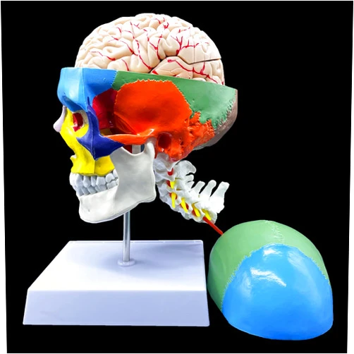 XINDAM Human Skull with Brain and Cervical Vertebra Anatomical Model,Color-Coded Partitioned Skull，Life-Size Anatomy for Science Classroom Study Display Teaching Model