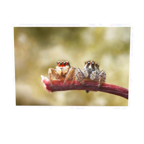 KAJAME Two Cute Jumping Spider Insect Exquisite Wall Art Wall Decoration Painting Housewarming Gift Suitable for Living Room Office Washroom Bathroom Bedroom Toilet Kitchen And Other Decorations08x12inch(20x