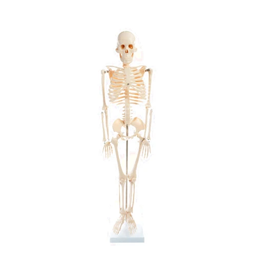 American Educational Products American Educational Skeleton Model, 34