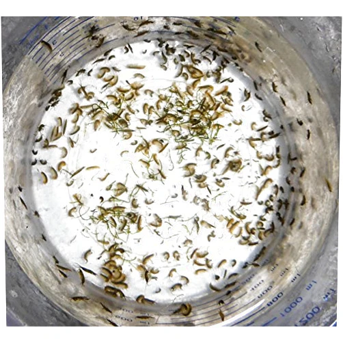 AQUACULTURE NURSERY FARMS Amphipods Plus 16oz Bag of Live Tisbe copepods. (100 cnt)
