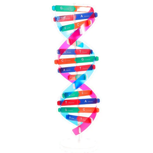 NUOBESTY Double Helix DNA Model Kit DNA Structure Models Human Genes Learning Kit for Biological Teaching Prop