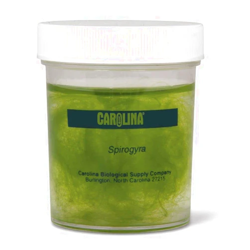 Carolina Spirogyra, Living Green Algae Culture, Sufficient Material For 30 Students