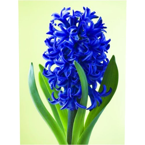 Boekee's Nursery 10 Hyacinth Bulbs - Blue Star - Freshly Imported from Holland