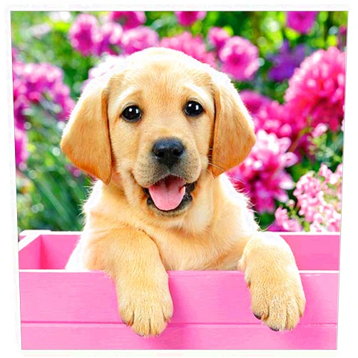 3ABOY Dog Diamond Art Kits for Kids,5D DIY Dog Diamond Painting Kits for Adults Animal Dog for Home Wall Decor(13.8X13.8inch) (ym001 Dog)