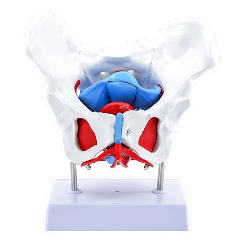 JTZSD Female Pelvis Model, Pelvic Floor Anatomy Model with 4 Removable Parts, Pelvic Floor Muscles and Reproductive Organs, Life Size Medical Educational Training Aid