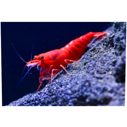 ShrimpRack™ 20 Fire Red High Grade Shrimps Neocaridina Live Freshwater Aquarium Shrimps Inverts (Live Guarantee or Replacemnt is Free)
