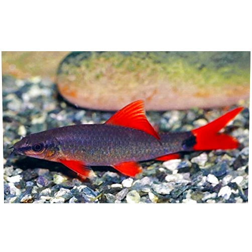 WorldwideTropicals Live Freshwater Aquarium Fish - (2) 2-Pack 2.5-3