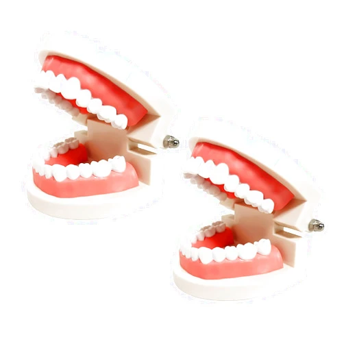 YOUYA DENTAL 2 Pack Standard Teeth Models, YOUYA DENTAL Kids Dental Teaching Study Supplies Adult Standard Typodont Demonstration Teeth Model(Without Wisdom Teeth)