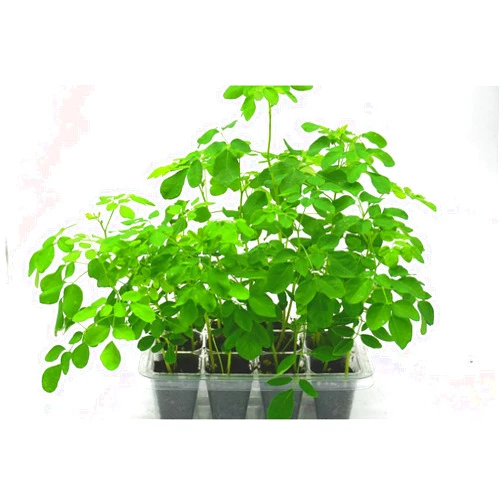 Natural Nomad Farms Moringa Oleifera Grow Kit | Pre-Soaked & Pre-Sown | Complete Organic Indoor Growing Set | Grow The Miracle Tree | Perfect Gardening Gift