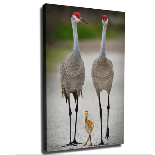 LINWEIMING Wild Animals Sandhill Crane and Bdby Canvas Poster Art Canvas Print Wall Decor Room Living Room Bathroom Kitchen Decor Gift (08×12inch- Framed)