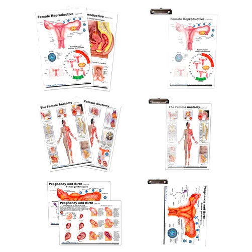 Blue Tree Publishing Female Anatomy, Pregnancy and Birth, Female Reproductive Chart with Insert clipboard