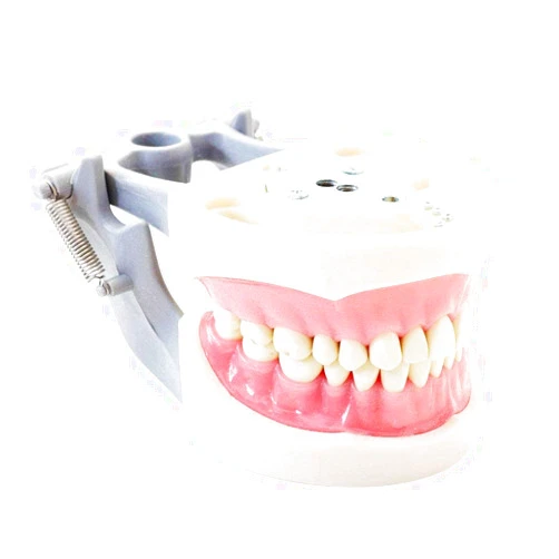 TTAMG Typodont Teeth Model Removable Compatible with Kilgore Nissin for Teaching, Study