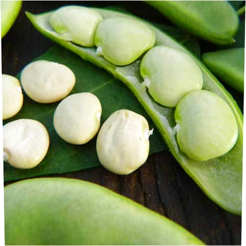 Sustainable Seed Company Fordhook 242 Bush Lima Bean - 1 LB ~448 Seeds - Heirloom, Open Pollinated, Non-GMO, Farm & Vegetable Gardening Seeds
