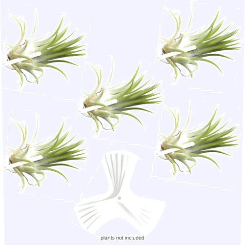 ArtAK Set of 5 Air Plants Hanging Planter | Air Plant Terrarium | Hanging Plant Holder for Tillandsia, Living Wall Vertical Garden | Wall Planter Plant Hanger | Living Wall Mount Indoor Planter | ArtAK W5