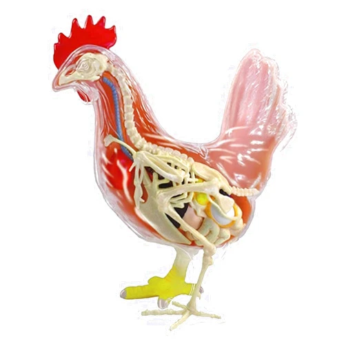 VERIMP Toy Animal Chicken Organ Anatomy Medical Teaching Model Skeleton Model Anatomy Model Assembly Ional Model Anatomical Chicken Model Detachable 32 Parts Scientific Anatomical Animal Model