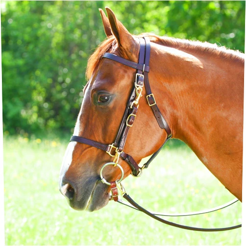 Tory Leather Tory Halter Trail Bridle