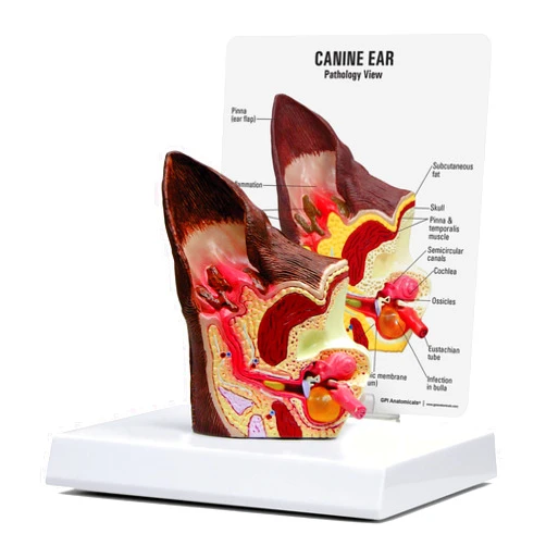 GPI Anatomicals - Canine Ear Model, Model with Normal and Infected Ear for Canine Anatomy and Physiology Education, Anatomy Model for Veterinarian’s Offices and Classrooms, Medical Learning Resources