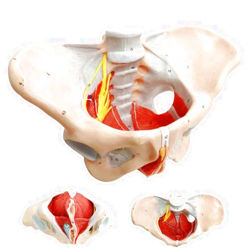 Benilev Female Pelvis Model with Pelvic Floor Muscles Perineal Model All in One Female Anatomy Model 1:1 Life Size Human Skeleton Medical Science Educational Equipment Anatomy Medicine