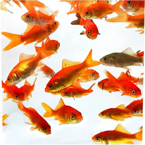 Toledo Goldfish Comet Feeder Goldfish: Live Feeder Goldfish Perfect for Stocking Ponds, Tanks, and Aquariums – 2 to 2.5 inches, 50 Fish