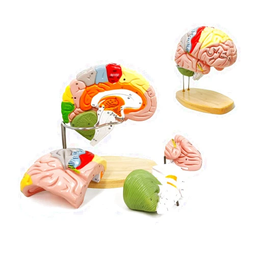 PAXLL 1:2 Medical Anatomical Human Brain Model for Neuroscience Teaching with Labels 2 Times Life Size Anatomy Model Human Regional Brain Model Cerebral Cortex Nerve 4 Parts Brain Anatomy Model