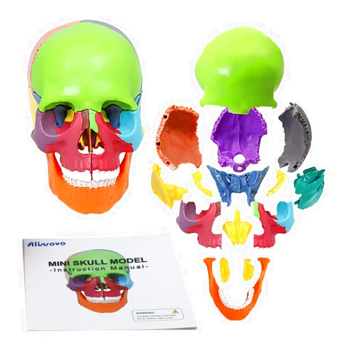 Aliwovo Anatomy Skull Model Aliwovo Human Anatomical Skull 15-Parts Puzzle Mini Colorful Medical Model with Color Study Manual, Teaching-Learning Tool