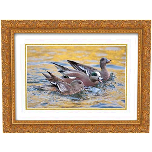 ArtDirect Morris, Arthur 18x15 Gold Ornate Framed and Double Matted Museum Art Print Titled New Mexico American wigeons courting