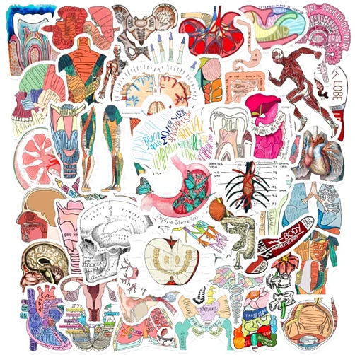 Generic Biology Human Body Organ Stickers, 50Pcs Human Anatomy and Physiology Study Tools of Body Organs, Muscles, Soft Tissues, Medical Gifts Stickers for Water Bottle Laptop Luggage, Pink