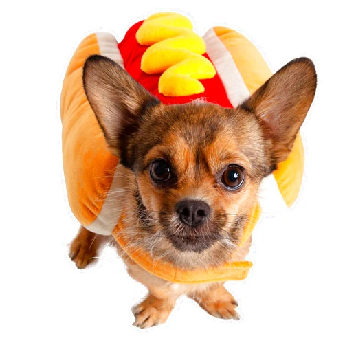 PET KREWE UNLEASH THE PARADE Pet Krewe Hot Dog Costume for Cats and Dogs | Medium Pet Wiener Costume for Dogs 1st Birthday, National Cat Day & Celebrations | Halloween Outfit for Small and Large Cats & Dogs