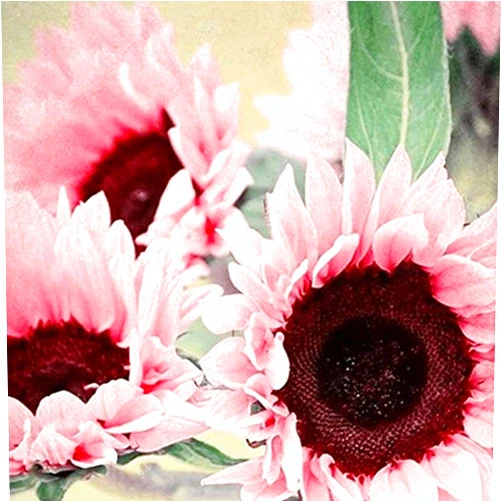 KVITER 15 Iris Tectorum Rose Sunflower Seeds to Plant – Pink Sunflowers, Edible Flower Seeds, Best Cut Flower Heirloom Garden Seeds – Rare Sunflower Seeds for Planting in Outdoor Garden & Containers