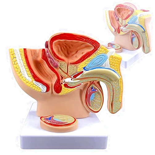ROFALI Male Pelvis with Prostate Model, Males Anatomy Genital Model, 1:2 Male Reproductive System Anatomy Model, Median Sagittal Section Model of The Genitourinary System,for Study & Teaching