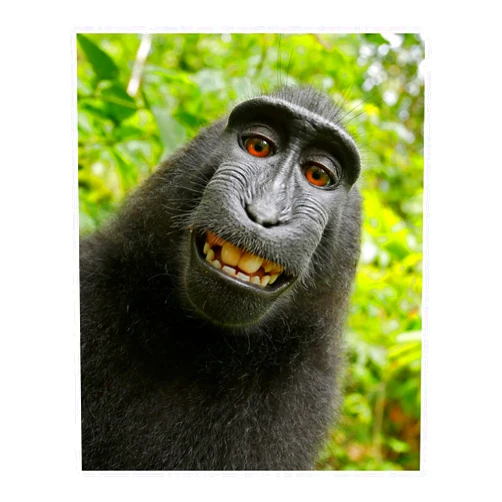 AMERICAN LUXURY GIFTS Smiling Monkey Selfie - Animal Wall Art Decor, Funny Wall Art Animal Themed Print is Ideal for Home Decor, Nursery Decor, Classroom & Kids Room Decor. Cuteness Overload! Unframed - 8X10