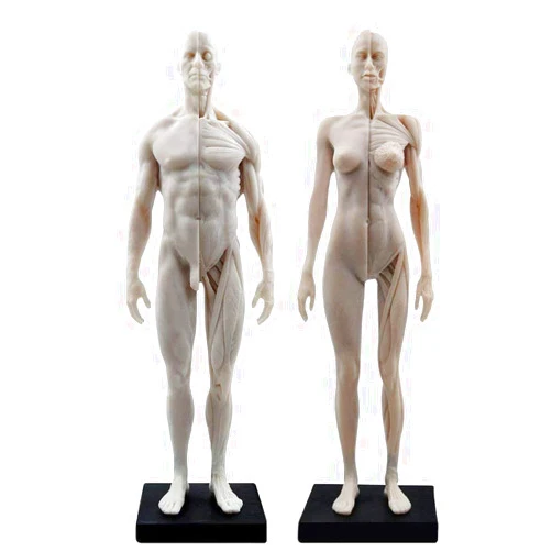 BONEW Dental 30CM Resin Human Anatomical Anatomy Skull Head Body Model Muscle Bone Model Male and Female