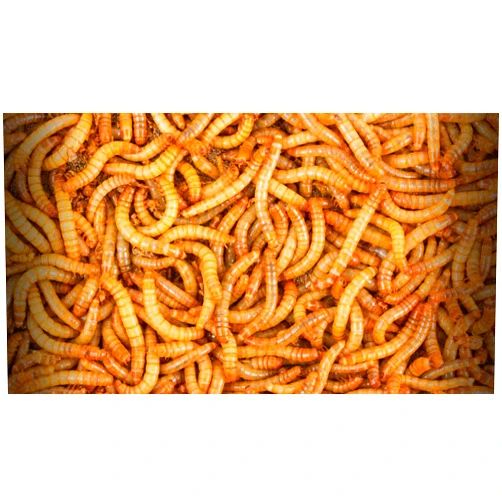 BASSETT'S CRICKET RANCH 3000 Mealworms - Live Worms for Reptiles and Birds