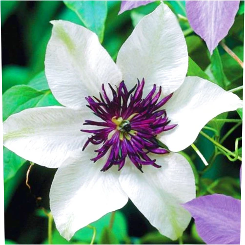 Generic 50 White and Purple Clematis Seeds Bloom Climbing Perennial Flowers Seed Flower Vine Climbing Perennial