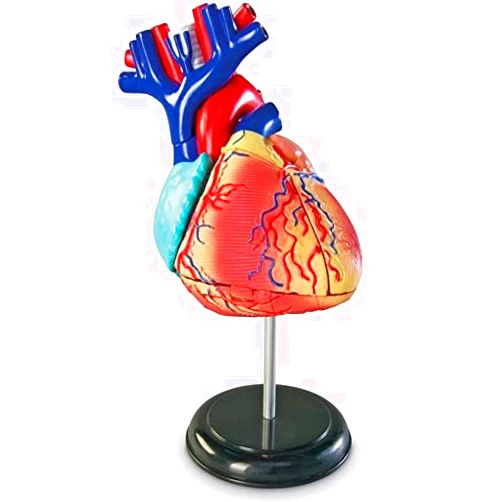 Learning Resources Human Heart Model, Working Heart Model, Anatomy for Kids, Human Body Heart Model, Educational Model, Ages 8+