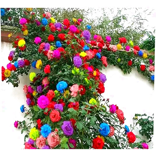 Ficoszo 200+ Mix Climbing Rose Seeds for Planting Outdoors Ornamental Climbing Flowers Rosa Bush Vine Climber Long-Blooming