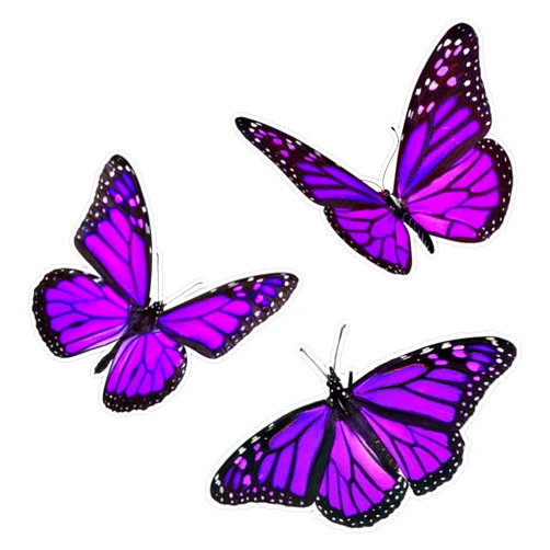 American Magnet monarch butterfly pack purple Sticker Vinyl Bumper Sticker 6 Mil Thick - Size 5