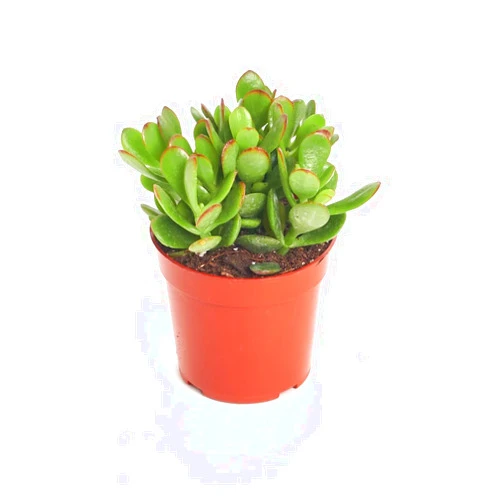 Shop Succulents Jade Succulent Plant, Crassula Ovata Fully Rooted Live 4
