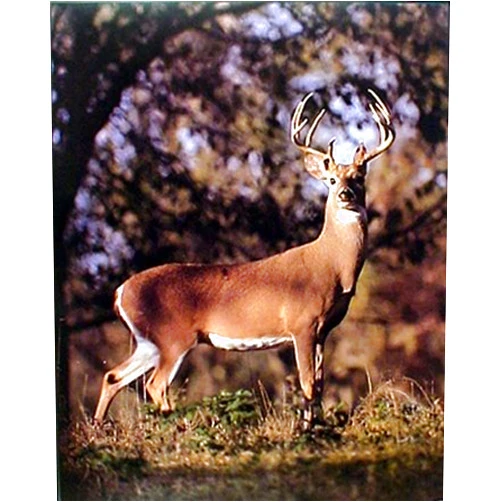 Impact Posters Gallery Wildlife Nature Animal Wall Decor Whitetail Buck Deer Art Print Poster (16x20)