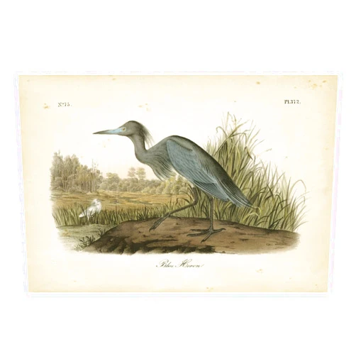 ART.COM Wall Art Print Audubon's Blue Heron by John James Audubon, 18