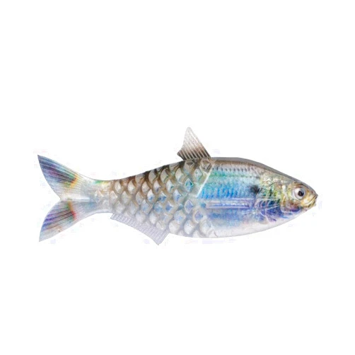 Berkley Berkley PowerBait Saltwater Gillydine