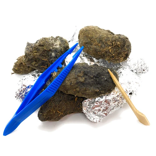 PelletPeople Pellets Barn Owl Pellets, Large (Pack of 10) with 10 Forceps and Probes - Bone Chart Included!