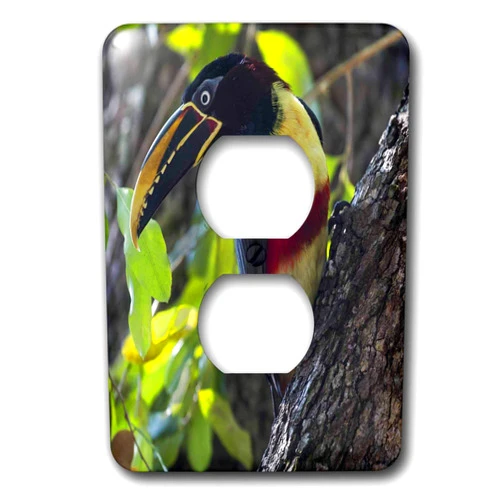 3dRose Danita Delimont - Birds - Brazil, The Pantanal. Portrait of chestnut-eared aracari. - 2 plug outlet cover (lsp_314099_6)