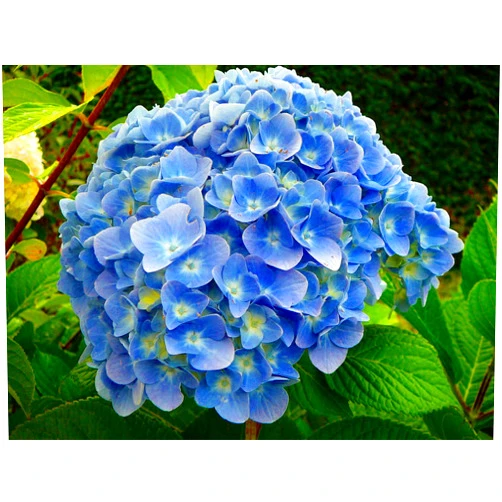 Hirts: Trees & Shrubs; Hydrangea 'Nikko Blue' Hydrangea macrophylla - Bigleaf - A 4
