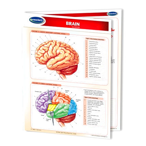 Permacharts Brain - Human Brain Chart- 8.5