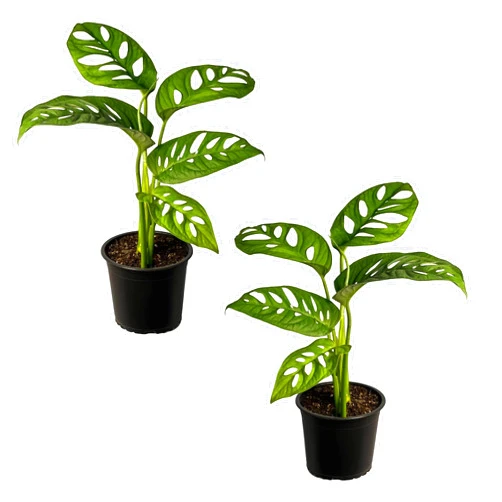 LEAL PLANTS ECUADOR Monstera Adansonii Swiss Cheese Plant (2 Pack) | Live Plants Indoor for Decoration| Monstera Adansonii Indoor houseplant | Monstera Live Plant Easy to Grow Indoor| Air Purifying Indoor Plant
